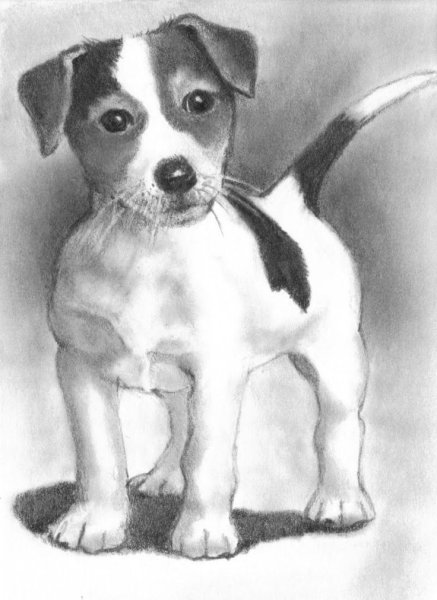 Рисунок собаки Джек Рассел терьер