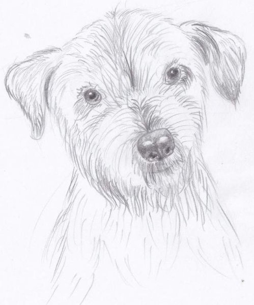 Джек Рассел скетч