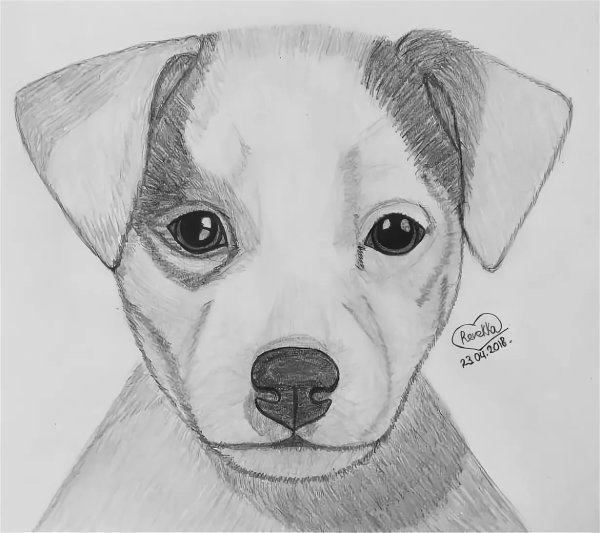 Джек Рассел терьер для срисовки