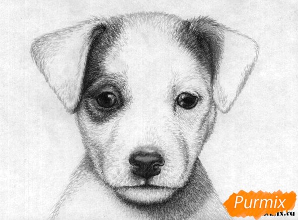 Джек Рассел терьер рисунок поэтапно