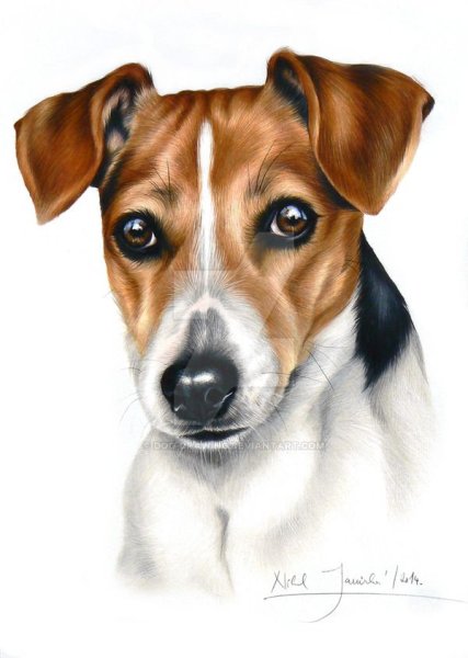 Джек Рассел терьер рисунок