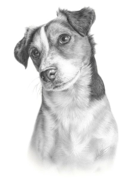 Джек Рассел