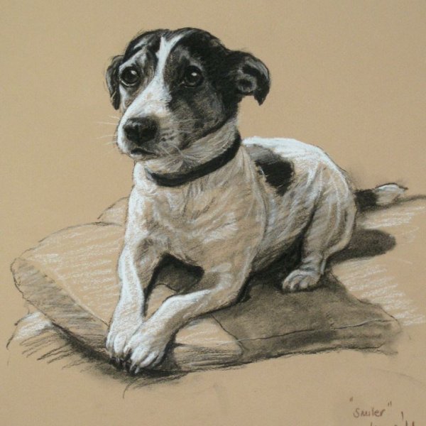 Джек Рассел терьер рисунок