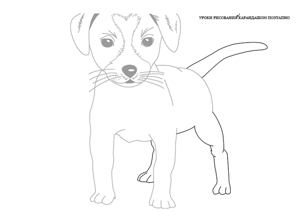 Нарисовать Джек Рассел терьера поэтапно