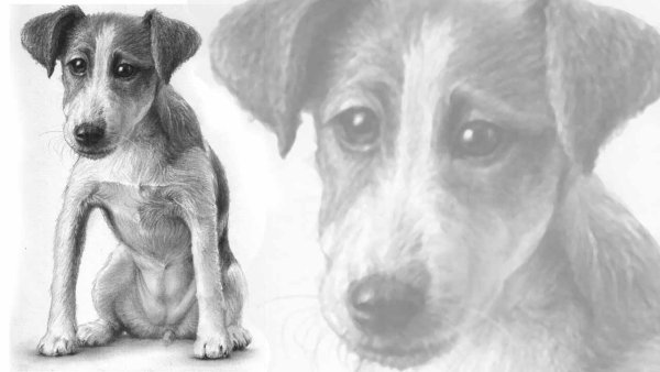 Джек Рассел для срисовки