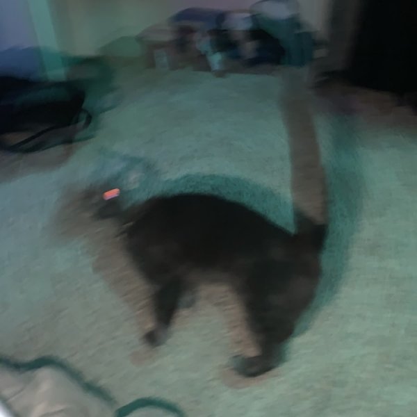 Чайки рисунок