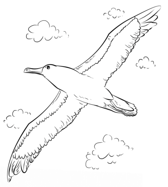 Чайка раскраска