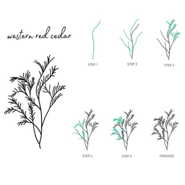 Укроп рисунок карандашом