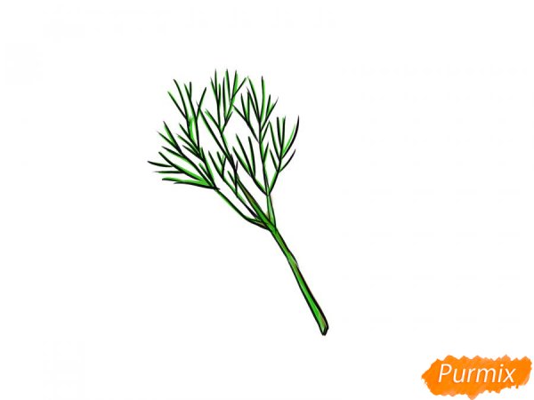 Укроп для срисовки