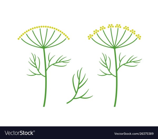 Фенхель обыкновенный Фармакогнозия