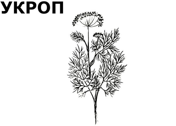 Орнамент укроп