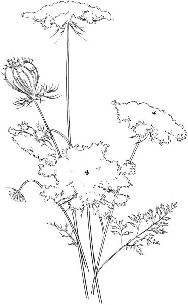 Укроп карандашом