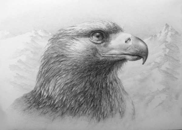 Беркут птица