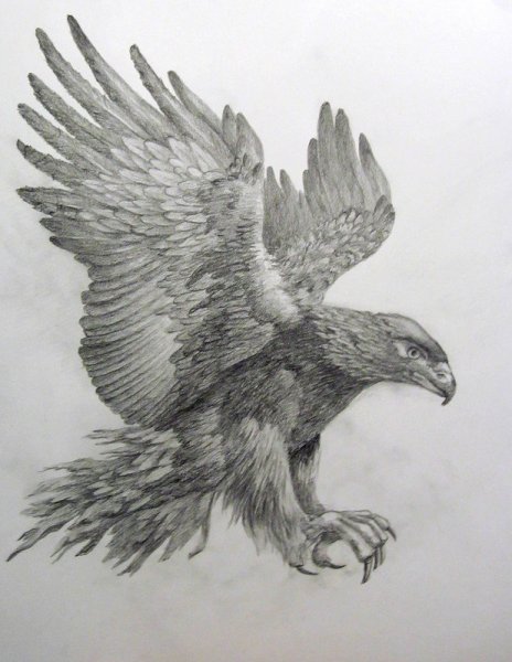Орел карандашом