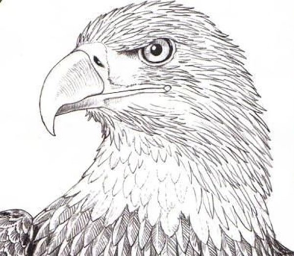 Рисунки Орлов