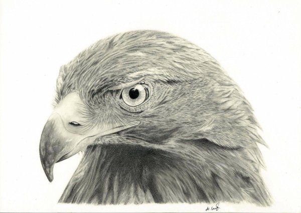 Рисунки Орлов