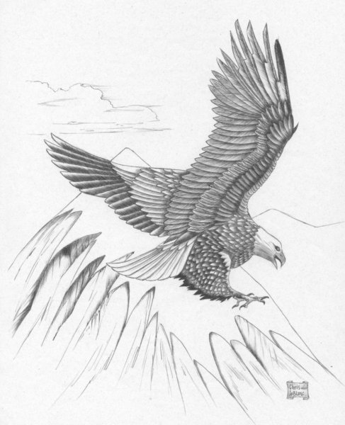 Орлан-белохвост белоголовый