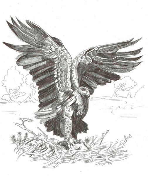 Коршун рисунок карандашом