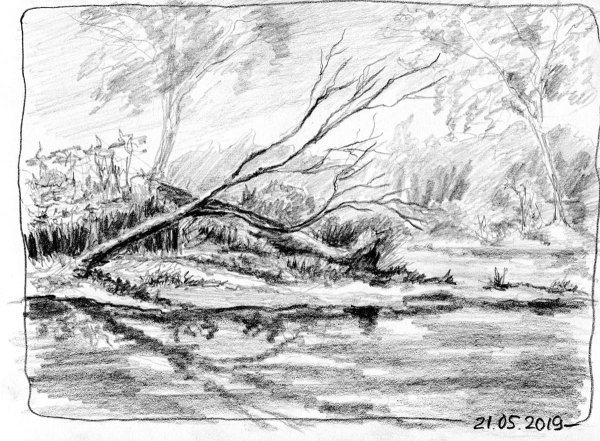 Берег реки карандашом