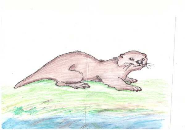 Выдра рисунок карандашом