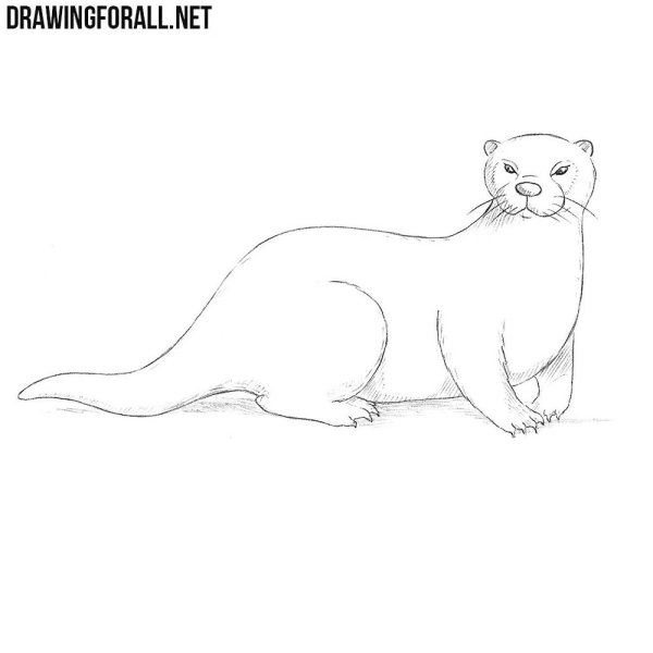 Выдра рисунок карандашом легко