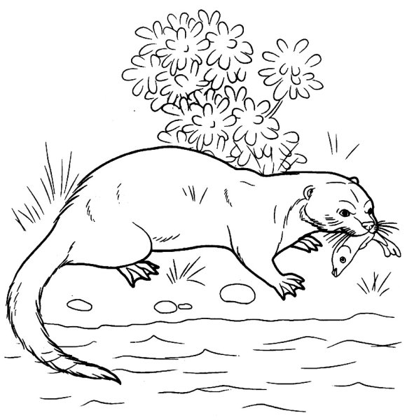 Выдра раскраска для детей