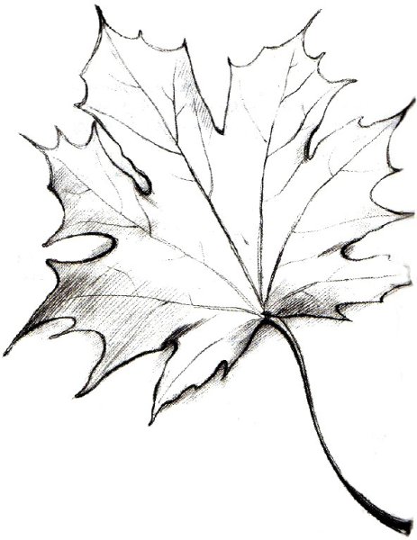 Листочки карандашом