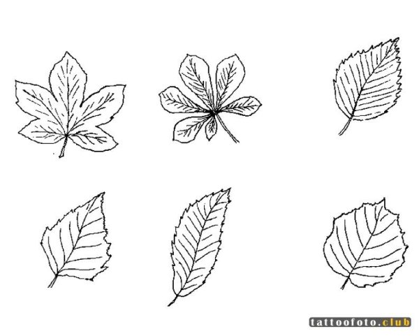 Зарисовки листьев деревьев