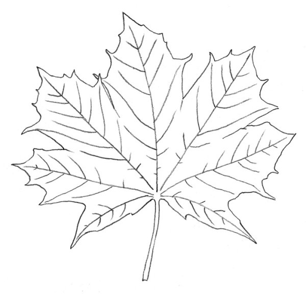 Листья деревьев