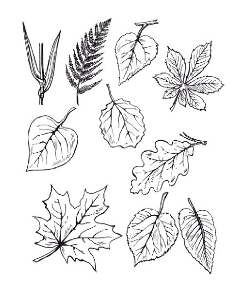 Осенние листья рисунок карандашом