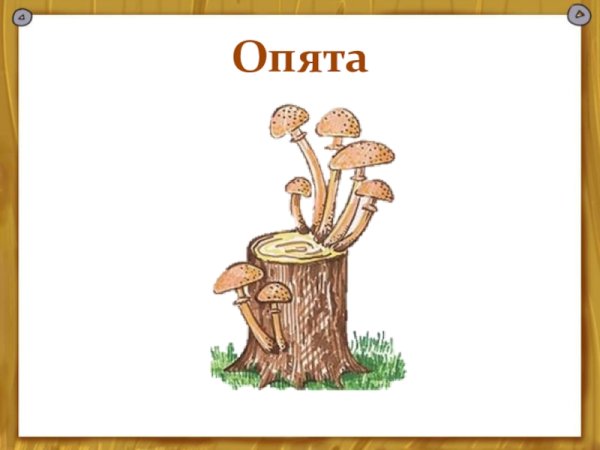 Опята рисунок