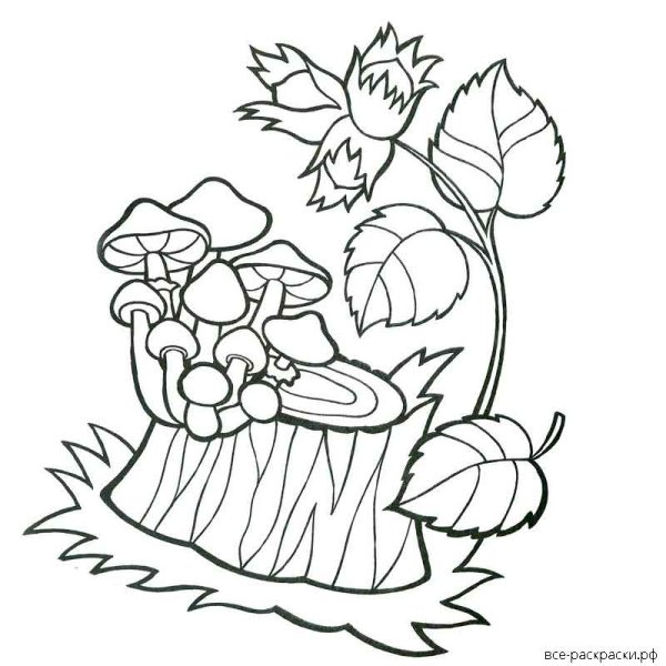 Опята раскраска для детей