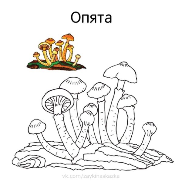 Грибы опята рисунок раскраска