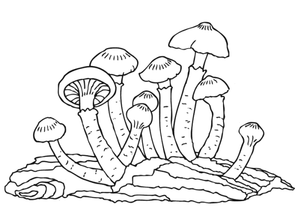 Съедобные грибы опята раскраска