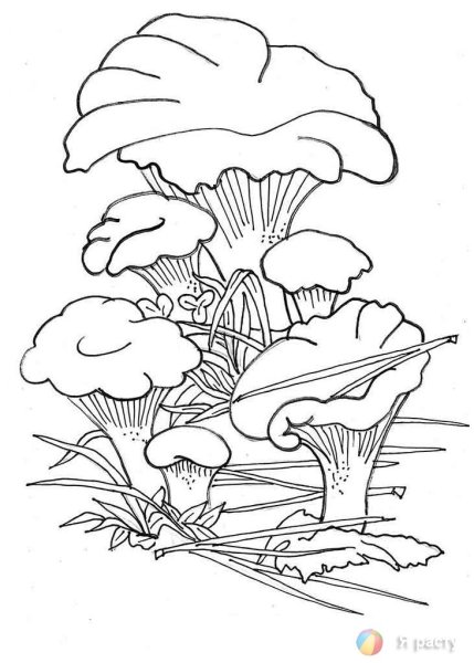 Гриб Лисичка раскраска