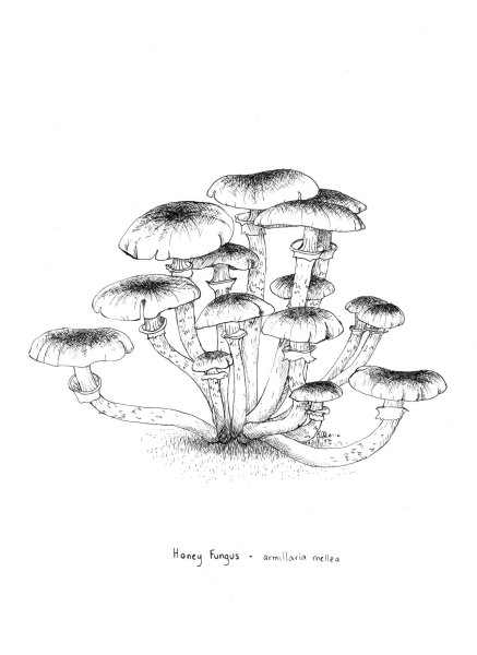 Опята грибы