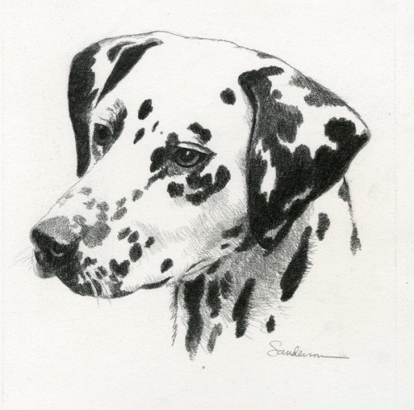 Далматинец карандашом