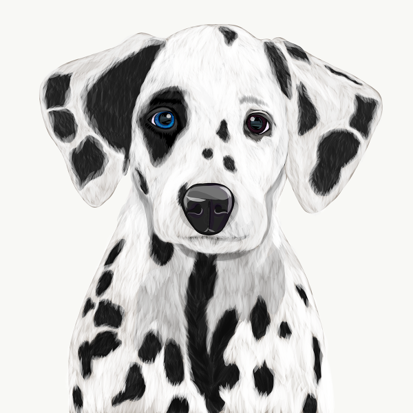 Далматинец рисунок