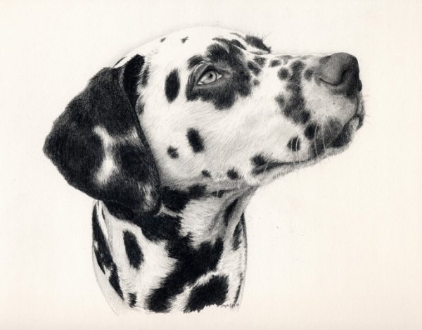 Далматин рисунок