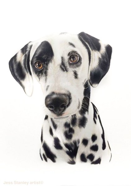 Dalmatian художник