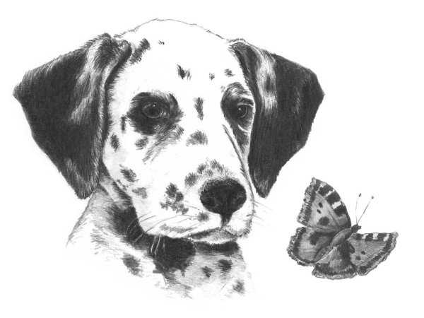 Далматинец карандашом