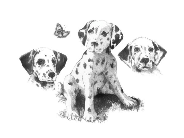 Эскиз "Далматины", 28,5x39 см