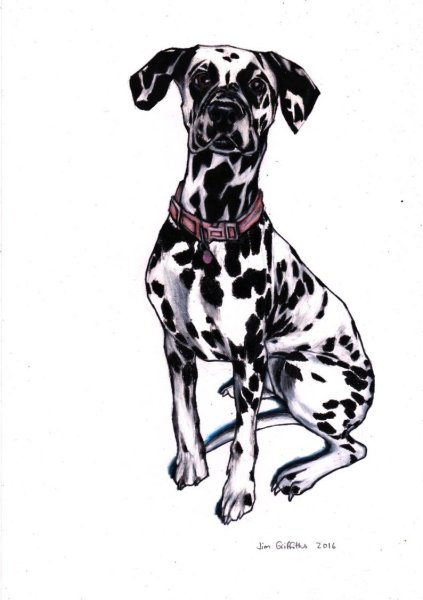 Далматинец эскиз