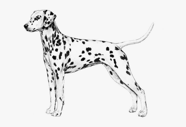 Далматин стандарт породы