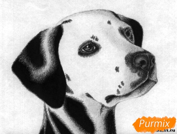 Собака далматинец карандашом