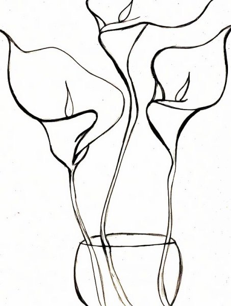 Каллы цветы