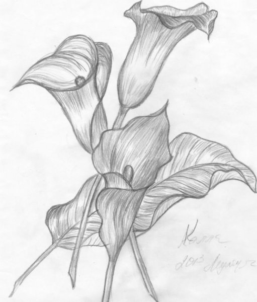 Каллы карандашом