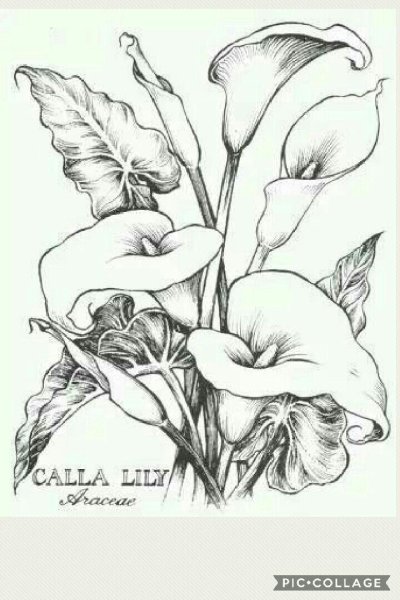 Каллы цветы эскиз