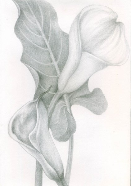 Каллы карандашом