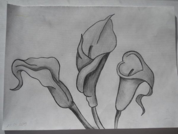Каллы карандашом